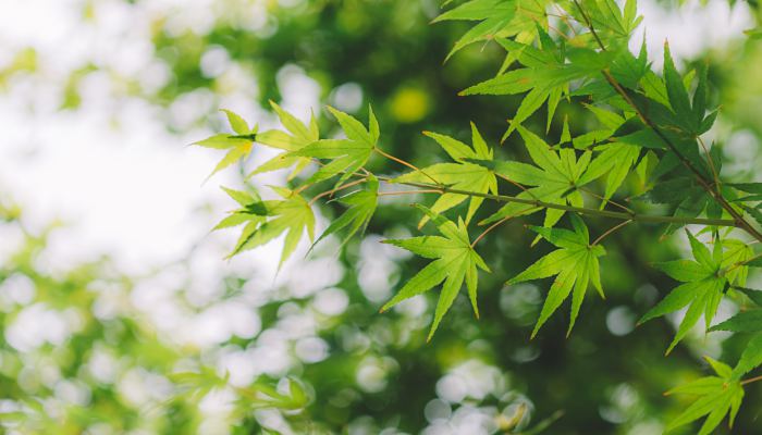 上海今天多云到阴最高14度 明天回暖明显最高冲20度