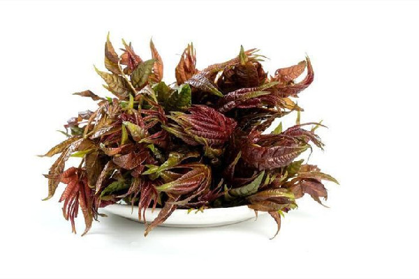 香椿一般什么时候有 香椿是什么季节的菜