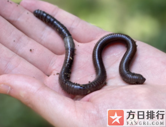 保护蚯蚓对于保护土壤有什么重要意义 为什么严厉打击电捕野生蚯蚓