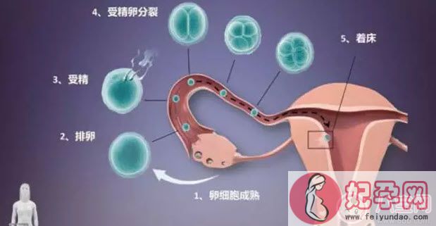 经期同房会不会怀孕 经期同房怀孕几率有多大