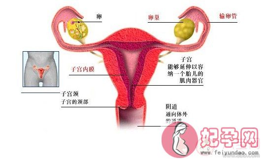 子宫畸形有哪些种类  子宫畸形的影响