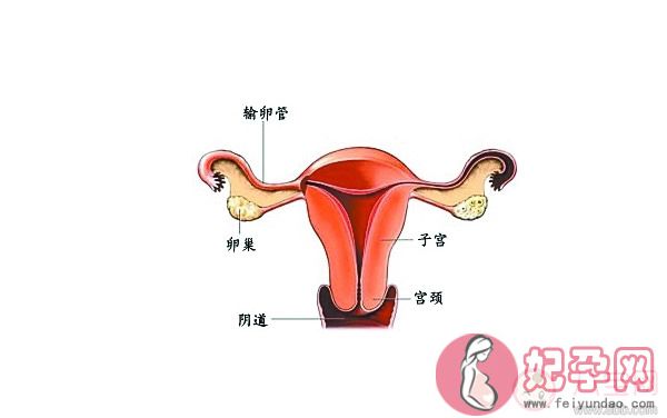 子宫畸形会影响生育吗  子宫畸形还可以怀孕吗