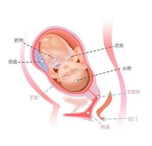 怀孕33周症状_怀孕33周注意事项、胎儿图