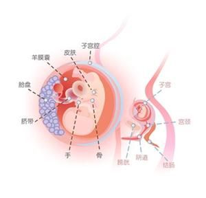 怀孕11周症状_怀孕11周注意事项、胎儿图