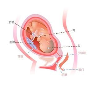 怀孕29周症状_怀孕29周注意事项、胎儿图