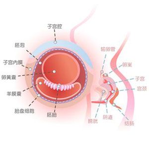 怀孕3周胎儿图