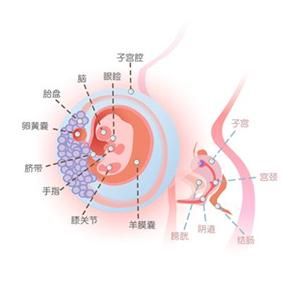 怀孕8周症状_怀孕8周注意事项、胎儿图