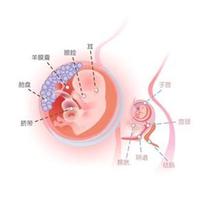 怀孕12周胎儿图