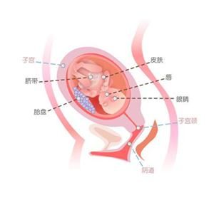 怀孕22周胎儿图