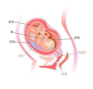 怀孕27周症状_怀孕27周注意事项、胎儿图