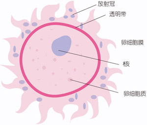 怀孕1周症状_怀孕1周注意事项、胎儿图