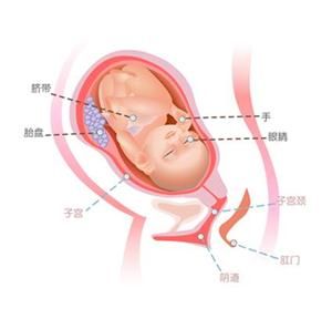 怀孕38周症状_怀孕38周注意事项、胎儿图