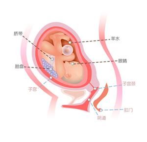 怀孕30周胎儿图