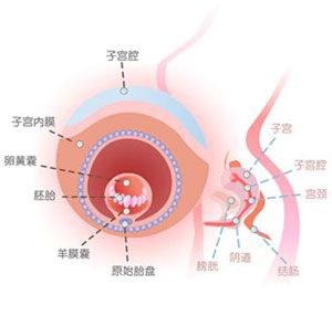 怀孕4周症状_怀孕4周注意事项、胎儿图