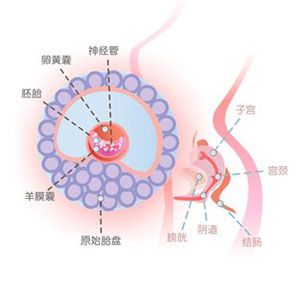 怀孕5周症状_怀孕5周注意事项、胎儿图