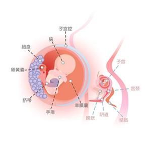 怀孕10周胎儿图