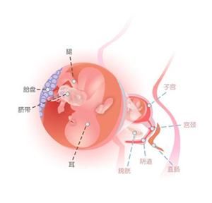 怀孕18周胎儿图