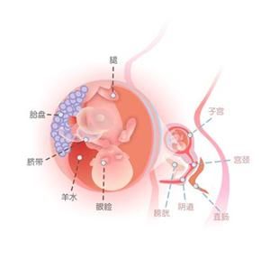 怀孕15周胎儿图
