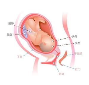 怀孕40周胎儿图