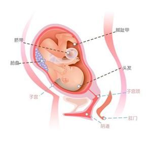 怀孕32周胎儿图
