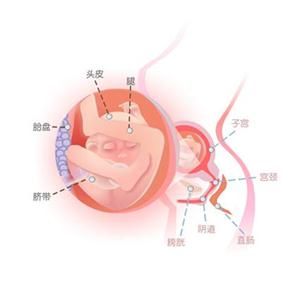 怀孕19周症状_怀孕19周注意事项、胎儿图