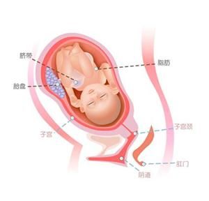 怀孕34周胎儿图