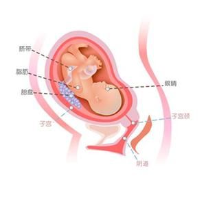 怀孕28周胎儿图