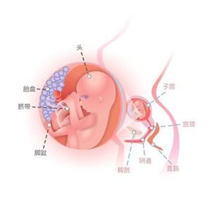 怀孕16周症状_怀孕16周注意事项、胎儿图