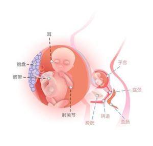 怀孕17周症状_怀孕17周注意事项、胎儿图