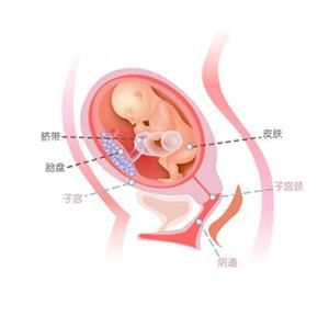 怀孕24周症状_怀孕24周注意事项、胎儿图