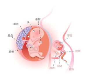 怀孕13周胎儿图