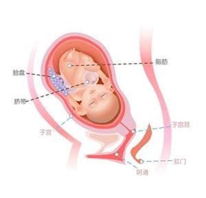 怀孕31周胎儿图
