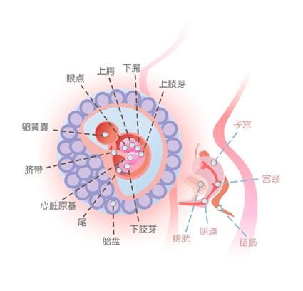 怀孕六周胎儿图