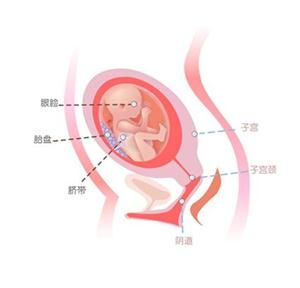 怀孕21周胎儿图