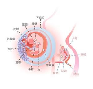 怀孕9周胎儿图