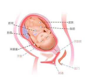 怀孕39周胎儿图