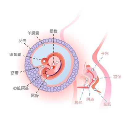 怀孕7周症状_怀孕7周注意事项、胎儿图