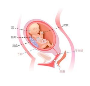 怀孕23周胎儿图