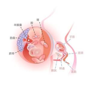 怀孕14周症状_怀孕14周注意事项、胎儿图