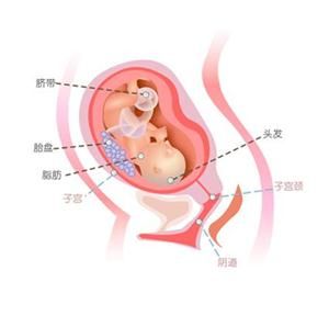 怀孕25周胎儿图