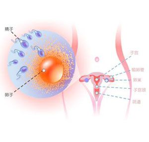 怀孕2周胎儿图