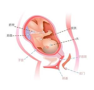 怀孕36周症状_怀孕36周注意事项、胎儿图