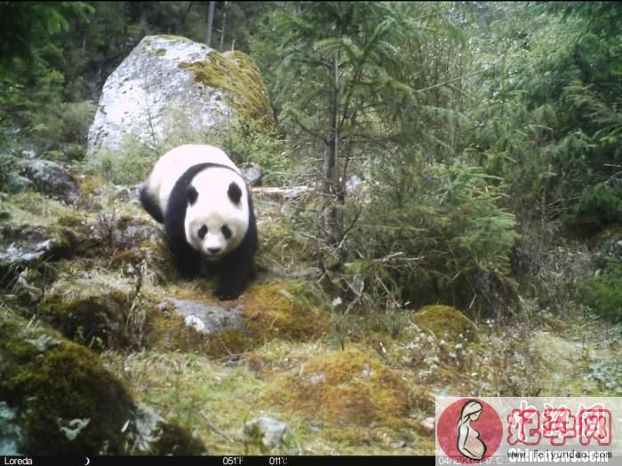 红外相机捕捉到大熊猫身影。　大熊猫国家公园广元分局供图