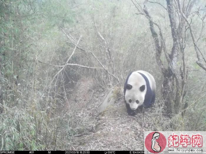 红外相机捕捉到大熊猫身影。　大熊猫国家公园广元分局供图