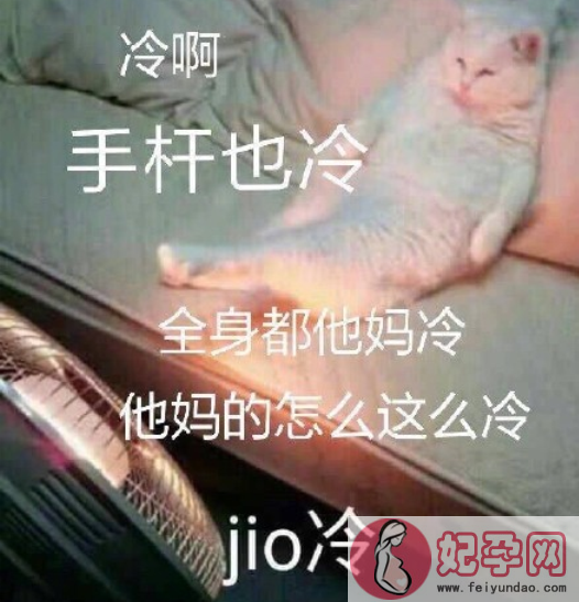 jio冷什么意思什么梗 jio冷猫表情包原图