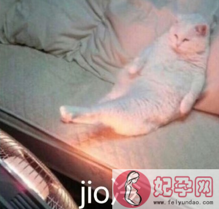 jio冷什么意思什么梗 jio冷猫表情包原图