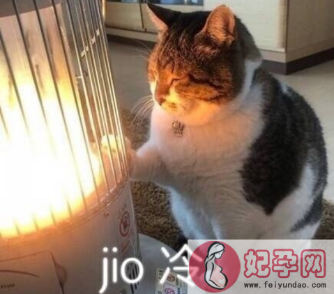 jio冷什么意思什么梗 jio冷猫表情包原图