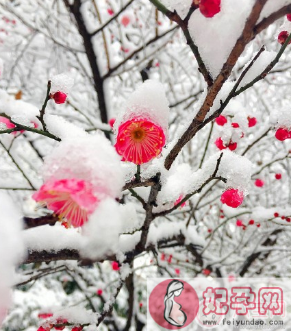 雪景很美怎么发朋友圈 描写雪景很美的心情说说图片