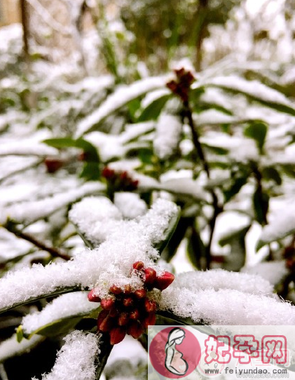 雪景很美怎么发朋友圈 描写雪景很美的心情说说图片