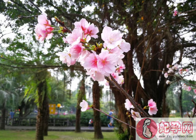 春天赏花心情的句子  春天赏花晒图配字说说句子图片